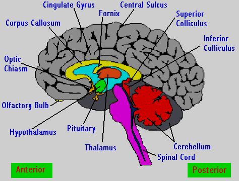brain001.gif (23177 bytes)