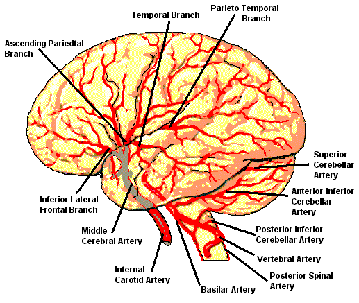 Arteries ( Lateral View ).
